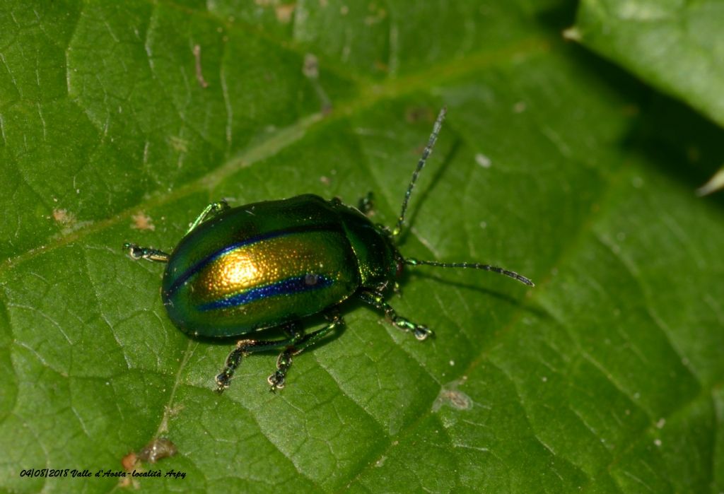 Oreina cfr. gloriosa (Chrysomelidae)